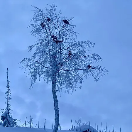 Vikerfjell I Ringerike, Oslos Naermeste Hoyfjell Feriehus
